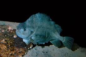 Image result for Cyclopterus lumpus