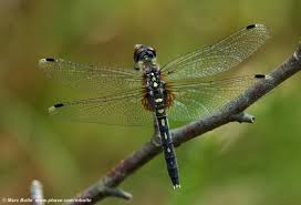 Attēlu rezultāti vaicājumam “Leucorrhinia”