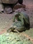 File:Tortue <b>reproduction</b>.jpg