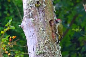 Attēlu rezultāti vaicājumam “Picus viridis”