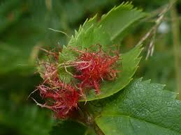 Attēlu rezultāti vaicājumam “Diplolepis rosae”