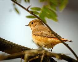 Attēlu rezultāti vaicājumam “Phoenicurus phoenicurus female”