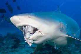 Image result for Carcharhinus leucas