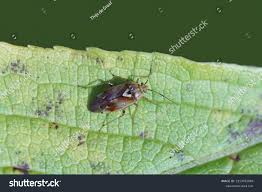 Attēlu rezultāti vaicājumam “Lygus pratensis nymph”