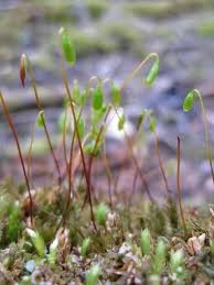 Attēlu rezultāti vaicājumam “Mnium hornum sporophyte”