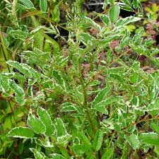 Attēlu rezultāti vaicājumam “Sanguisorba officinalis leaf”