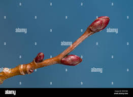 Attēlu rezultāti vaicājumam “Tilia cordata bud”