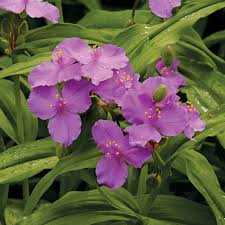 Attēlu rezultāti vaicājumam “Tradescantia virginiana flower”