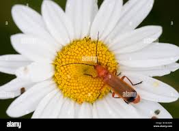 Attēlu rezultāti vaicājumam “Cantharis rustica imago”