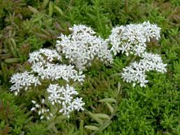 Image result for Mauerpfeffer