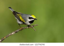 Image result for Vermivora chrysoptera