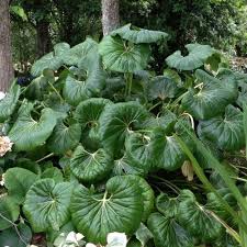 Attēlu rezultāti vaicājumam “Lignydium muscorum”
