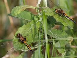 Attēlu rezultāti vaicājumam “Leucorrhinia pectoralis”