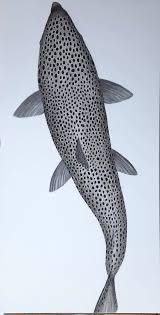 Image result for Salmo trutta trutta