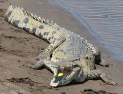 Image result for Crocodylus acutus
