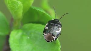 Attēlu rezultāti vaicājumam “Tritomegas bicolor”