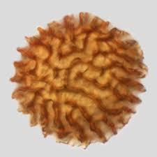 Attēlu rezultāti vaicājumam “Fossombronia wondraczekii”