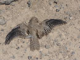 Image result for Caprimulgus aegyptius