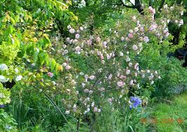 Attēlu rezultāti vaicājumam “Rosa glauca”