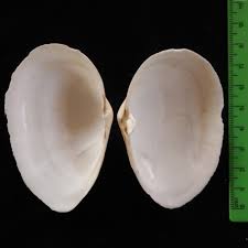 Attēlu rezultāti vaicājumam “Mya arenaria”