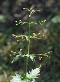 Attēlu rezultāti vaicājumam “Scrophularia umbrosa flower”