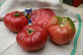 Afbeeldingsresultaat voor Pink Brandywine tomato