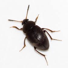 Attēlu rezultāti vaicājumam “Leiodidae”