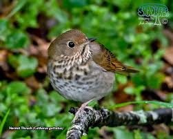 Image result for Catharus guttatus