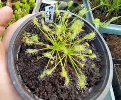 Attēlu rezultāti vaicājumam “Drosera intermedia”