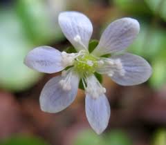 Attēlu rezultāti vaicājumam “Hepatica nobilis bud”