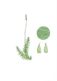 Attēlu rezultāti vaicājumam “Plagiothecium latebricola”