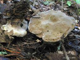 Attēlu rezultāti vaicājumam “Onnia tomentosa”