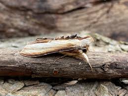 Attēlu rezultāti vaicājumam “Cucullia verbasci”