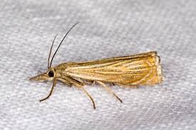 Attēlu rezultāti vaicājumam “Chrysoteuchia culmella”