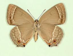 Attēlu rezultāti vaicājumam “Favonius quercus underside”