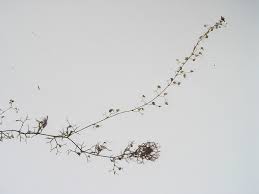 Attēlu rezultāti vaicājumam “Utricularia minor leaf”