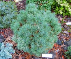 Attēlu rezultāti vaicājumam “Pinus strobus”