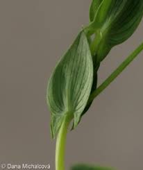 Attēlu rezultāti vaicājumam “Lathyrus pratensis fruit”