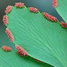 Attēlu rezultāti vaicājumam “Leptodictyum riparium sporophyte”