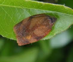 Attēlu rezultāti vaicājumam “Pandemis cinnamomeana female”