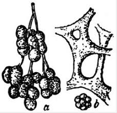 Attēlu rezultāti vaicājumam “Badhamia utricularis young”