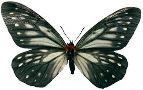 Attēlu rezultāti vaicājumam “Nymphalidae”