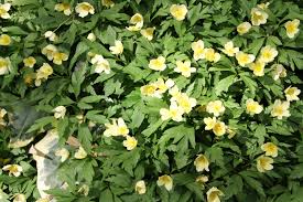 Attēlu rezultāti vaicājumam “Anemone x lipsiensis flower”