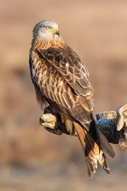 Image result for Milvus milvus