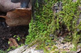 Attēlu rezultāti vaicājumam “Amblystegium serpens sporophyte”