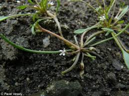 Attēlu rezultāti vaicājumam “Limosella aquatica”