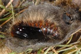 Attēlu rezultāti vaicājumam “Gynaephora selenitica”