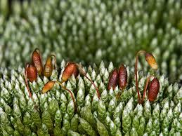 Attēlu rezultāti vaicājumam “Bryum argenteum”