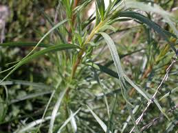 Image result for Artemisia dracunculus