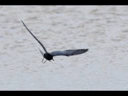 Attēlu rezultāti vaicājumam “Chlidonias niger eggs”